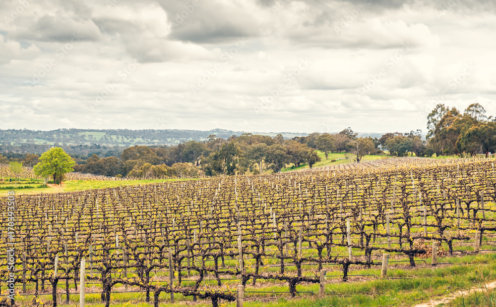 Wine valley in Adelaide Hills
