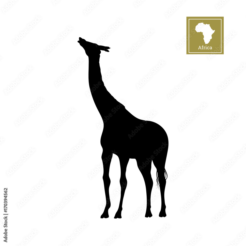Black silhouette of a giraffe on a white background. Detailed drawing. African animals. Vector illustration
Black silhouette of a giraffe on a white background. Detailed drawing. African animals. Vector illustration
