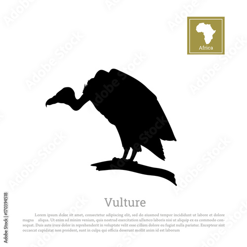 Black silhouette of a vulture on a white background. African animals. Vector illustration photo