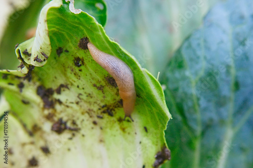 Reticulated slug ( Deroceras sturangi, Deroceras agreste, Deroceras reticulatum). Slug on leaf of cabbage in the garden photo