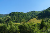 green hills covered with green forest and clear blue sky