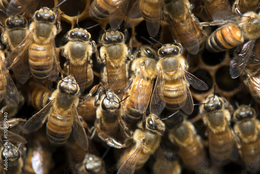 Honey Bee on the hive in Southeast Asia. Honey Bee on the hive in Southeast Asia.