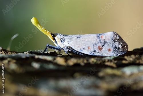The close-up of Watanabe Oriental wax cicadas (Pyrops watanabei) 