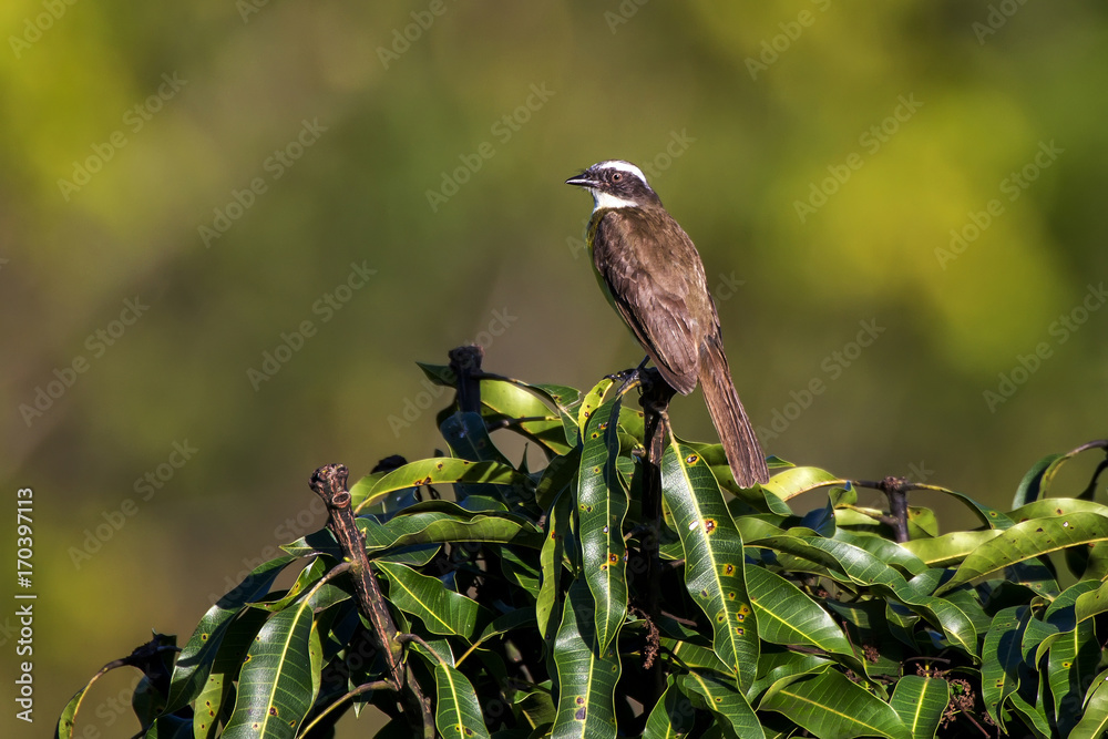 Fototapeta premium Bentevizinho-de-penacho-vermelho (Myiozetetes similis) | Social Flycatcher photographed in Linhares, Espírito Santo - Southeast of Brazil. Atlantic Forest Biome. 
