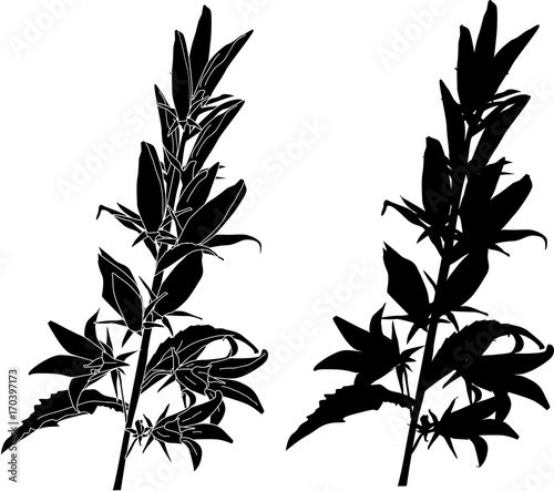 bluebell flowers black silhouette ans sketch