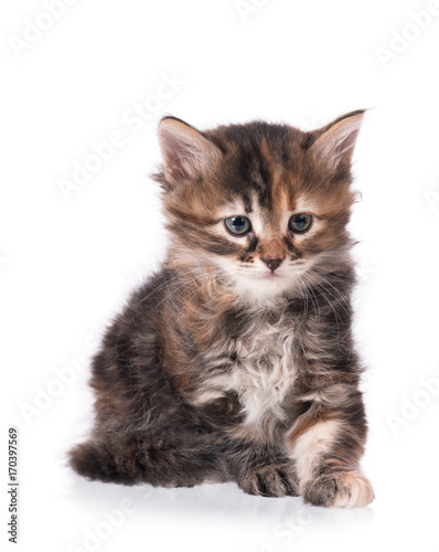 Cute siberian kitten © 2002lubava1981