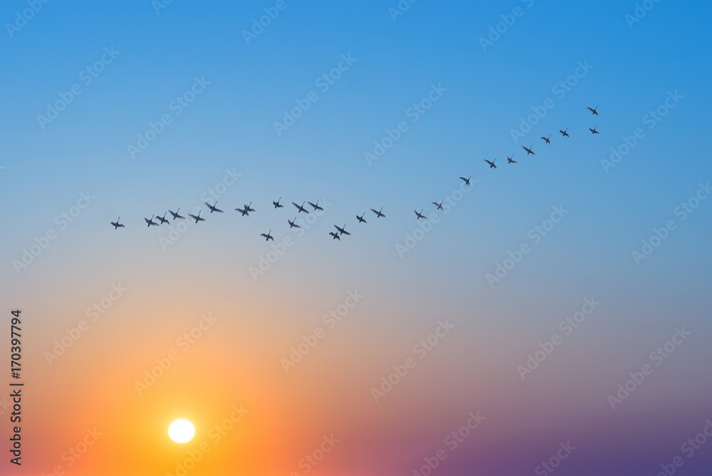 Birds at sunrise or sunset nature concept