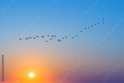 Birds at sunrise or sunset nature concept