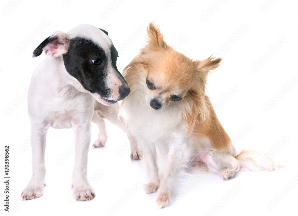 puppy jack russel terrier and chihuahua