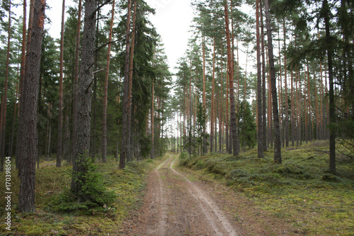 Countryside forest road. © Artūrs Stiebriņš