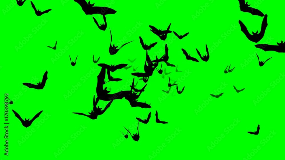 Flying bats – seamless loop, 4K, green screen
Flying bats – seamless loop, 4K, green screen