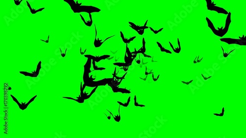 Flying bats – seamless loop, 4K, green screen
