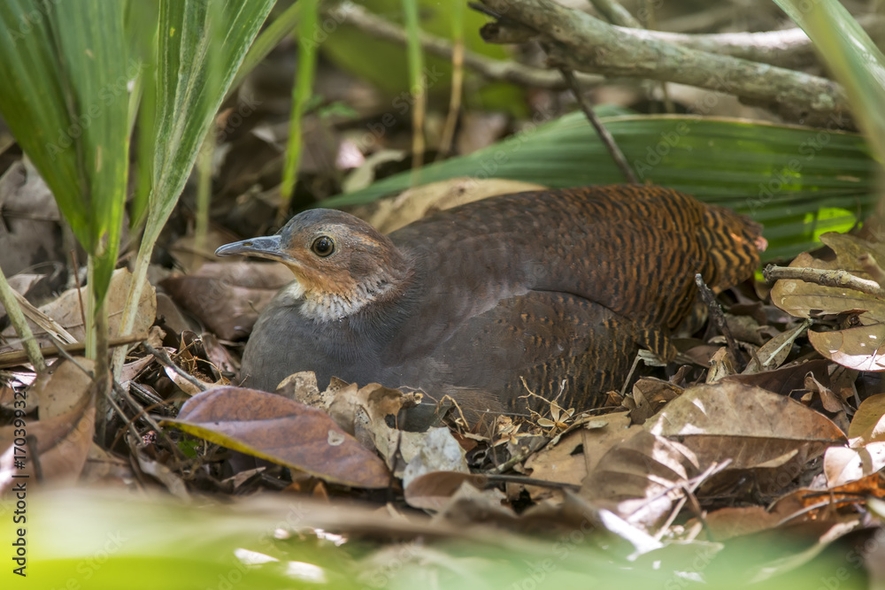 Jaó-do-sul (Crypturellus noctivagus) | Yellow-legged Tinamou photographed in Linhares, Espírito Santo - Southeast of Brazil. Atlantic Forest Biome. Jaó-do-sul (Crypturellus noctivagus) | Yellow-legged Tinamou photographed in Linhares, Espírito Santo - Southeast of Brazil. Atlantic Forest Biome.