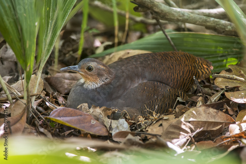Jaó-do-sul (Crypturellus noctivagus) |  Yellow-legged Tinamou photographed in Linhares, Espírito Santo - Southeast of Brazil. Atlantic Forest Biome.  photo