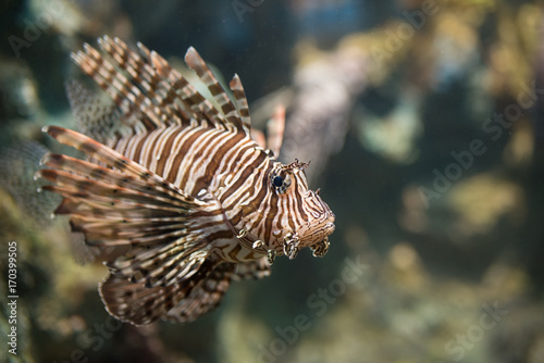 lionfish