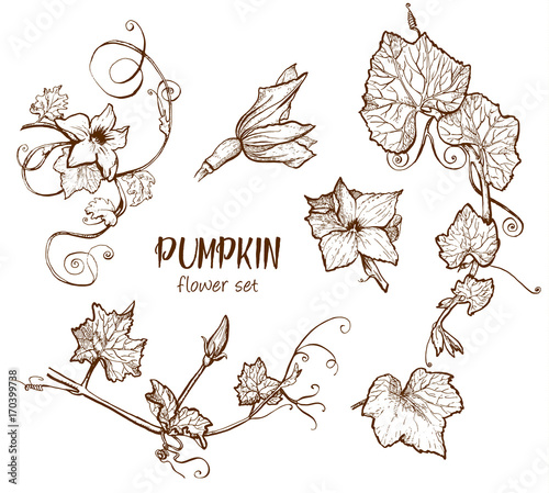 Pumpkin vector drawing set.