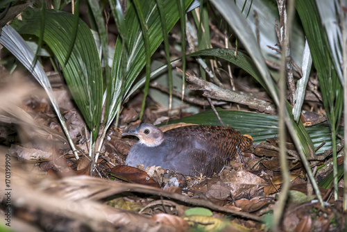Jaó-do-sul (Crypturellus noctivagus) |  Yellow-legged Tinamou photographed in Linhares, Espírito Santo - Southeast of Brazil. Atlantic Forest Biome.  photo