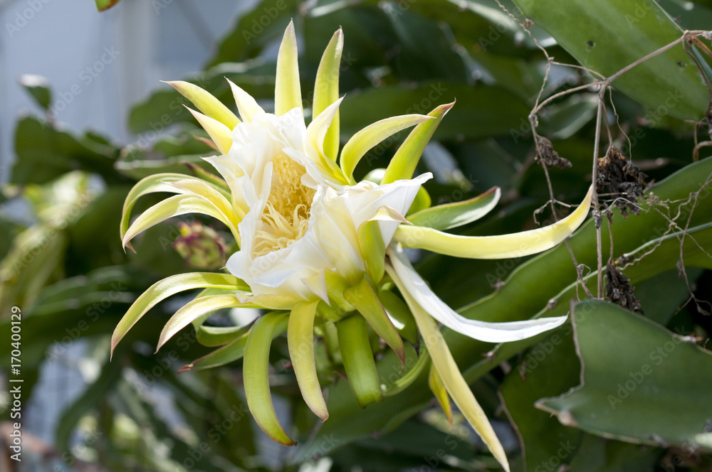 ドラゴンフルーツの花 Stock Photo Adobe Stock