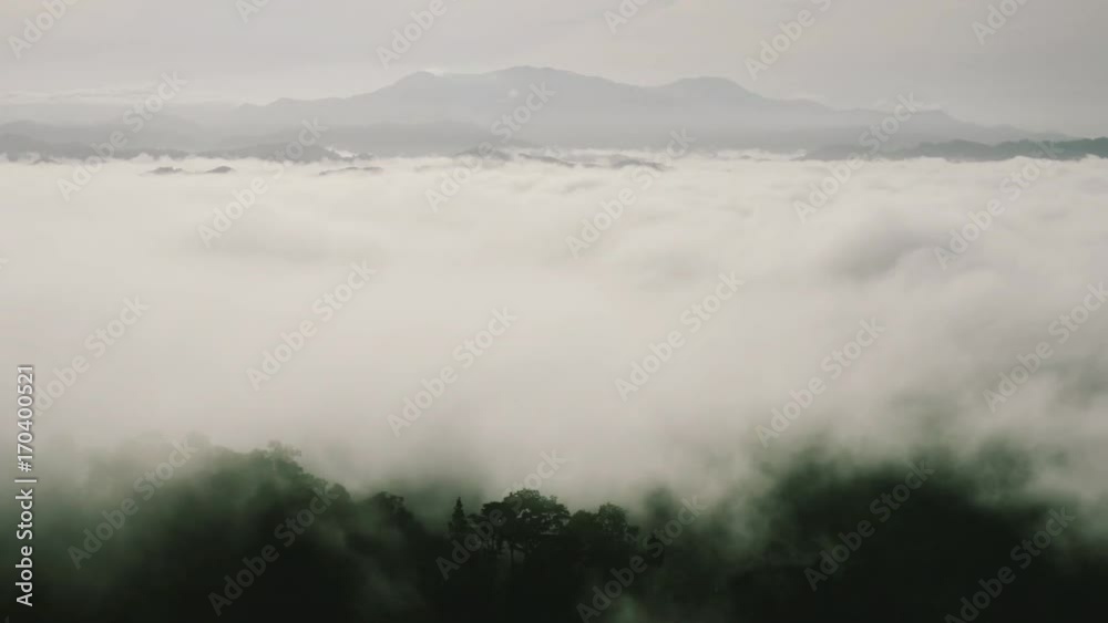Fog over forest Fog over forest