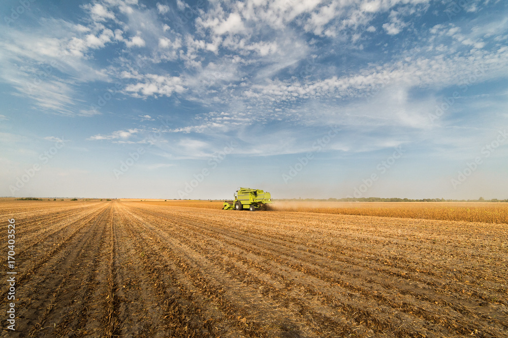 Harvesting of soybean field