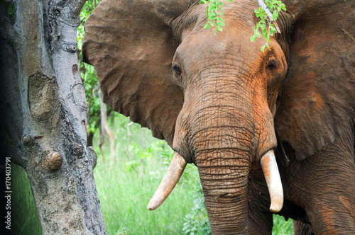 Close-up of African elephant in Mikumi national park, Morogoro region, Tanzania photo
