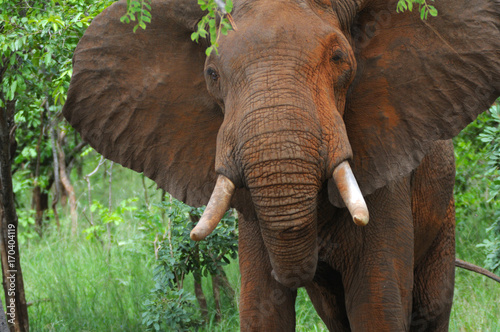 Elephant in the bush. Mikumi National Park, Tanzania photo
