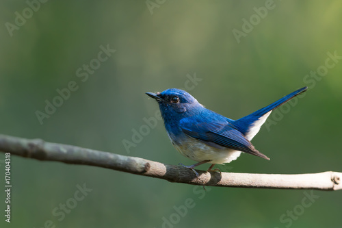 Blue and white bird perching alone on a branch in morning sunlight,natural bokeh background.Bird watching and photography is a good hobby to implant  our forest conservation. © sbw19