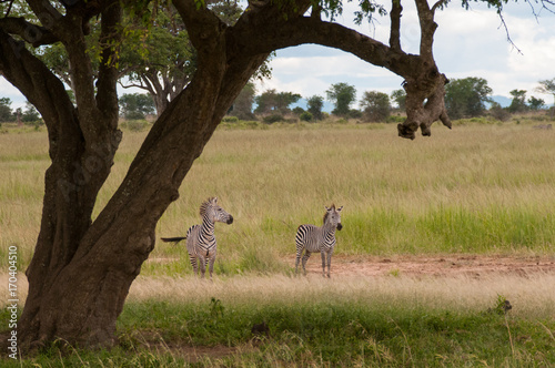 Two zebras on the svanna. Mukumi National Park, Tanzania photo