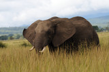 Elephant on African svanna - Nikumi National Park, Tanzania