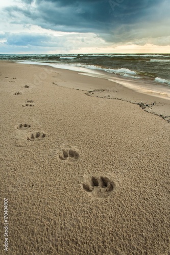 Dog footprints on the sand after the rain, Baltic bay, Latvia