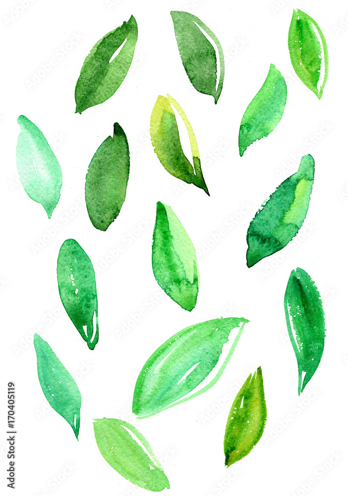 Зеленые листья на белом фоне, акварель