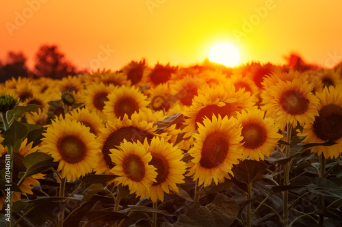 Setting sun on the sunflower field