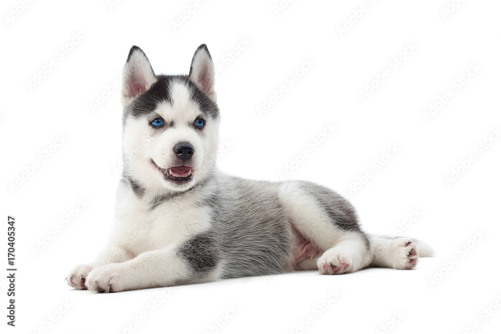 Isolated portrait of little puppy siberian husky dog with blue eyes, lying on floor in studio. Funny small dog with opened mouth, resting, relaxed, looking away. Carried dog. - obrazy, fototapety, plakaty 