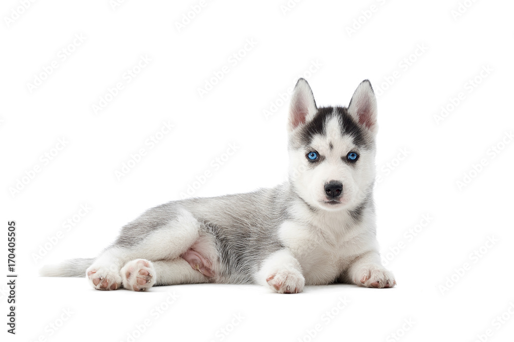 Front view of small dog of siberian husky, with blue eyes and gray fur like woolf. Little cute puppy resting on floor in studio. Dog s portrait. Concept of carried pet.