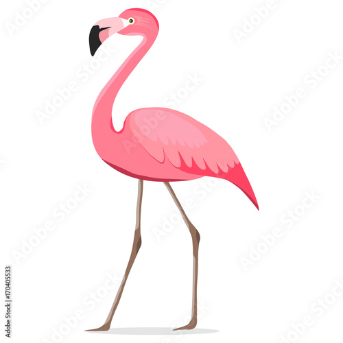 Flamingo  pink flamingo