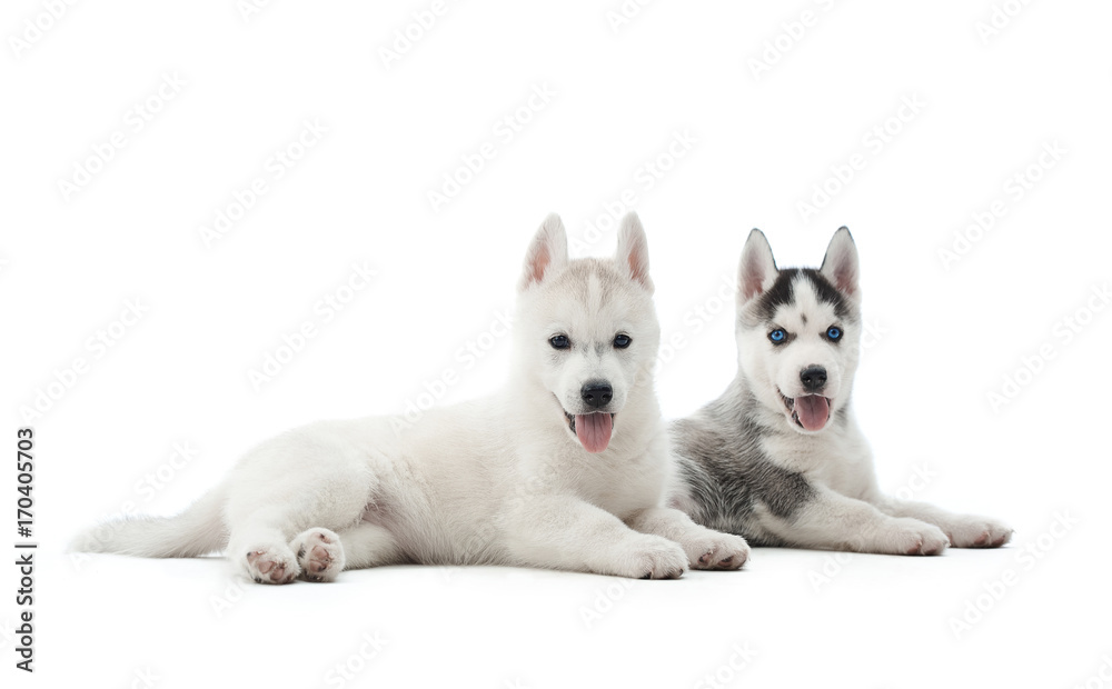 Isolated portrait of two puppies of siberian husky dog with blue eyes, lying on floor and resting after activity. Dogs with opened mouth, relaxed, looking at camera, showing tongue. Carried pets.