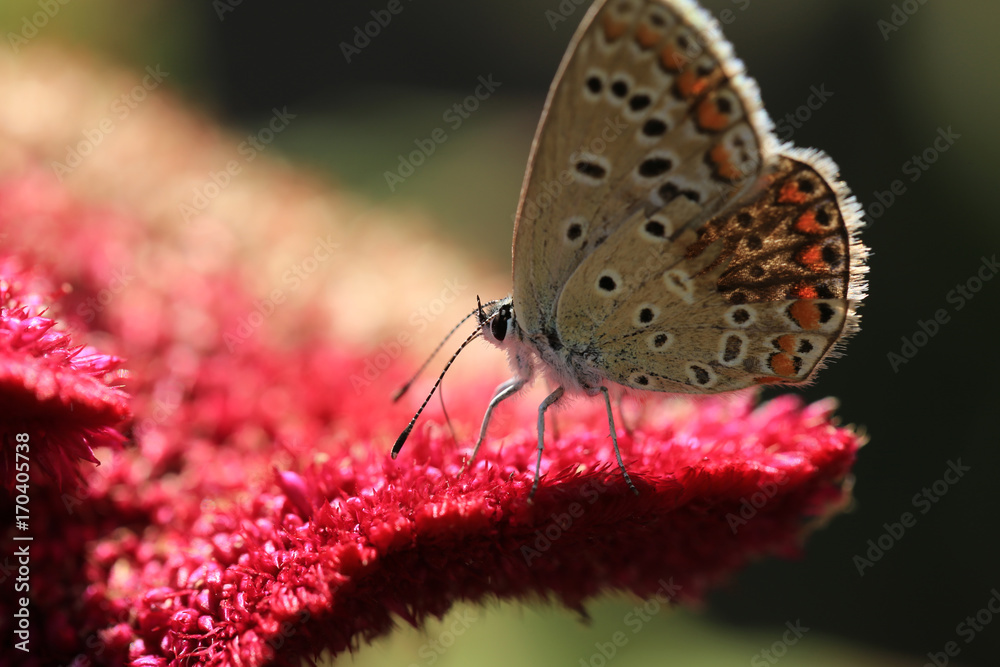 Obraz premium The insect broke free from the purple flower thistle