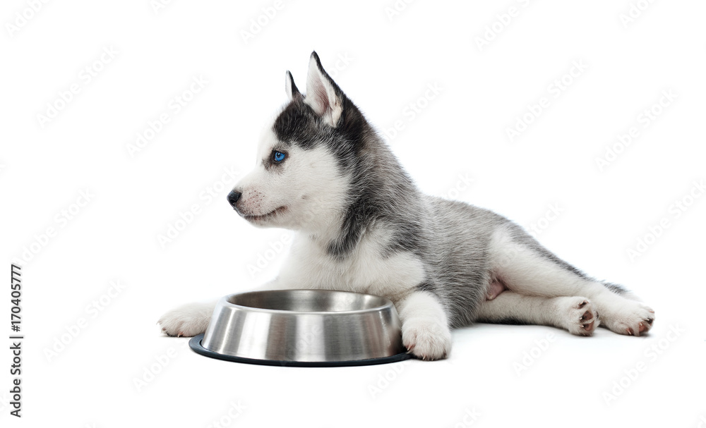 Portrait of puppy of little gray siberian husky dog resting, lying on floor in studio against rounded silver plate. Furry, carried puppy playing at studio. Isolate on white. Love for pet.