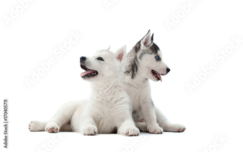 Photography Front view of two pretty puppies of siberian husky dog, girl and boy, white and gray with blue eyes, resting at studio and playing