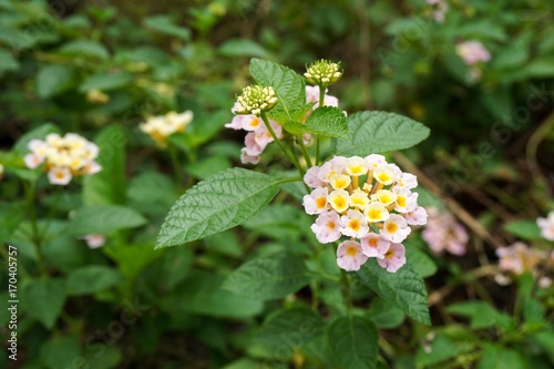 Fototapeta Naklejka Na Ścianę i Meble -  lantana camara flower in nature garden
