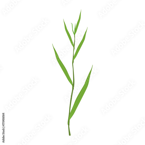 Obraz na plátně Sedge green grass vector Illustration