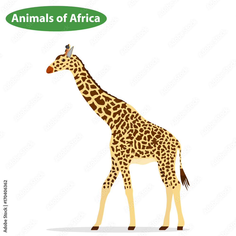 Obraz premium Giraffe, the giraffe icon