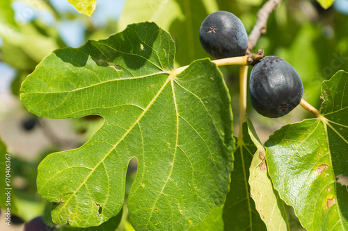 Ficus carica ripe fig fruit and leaves on the tree in the garden on a summer day