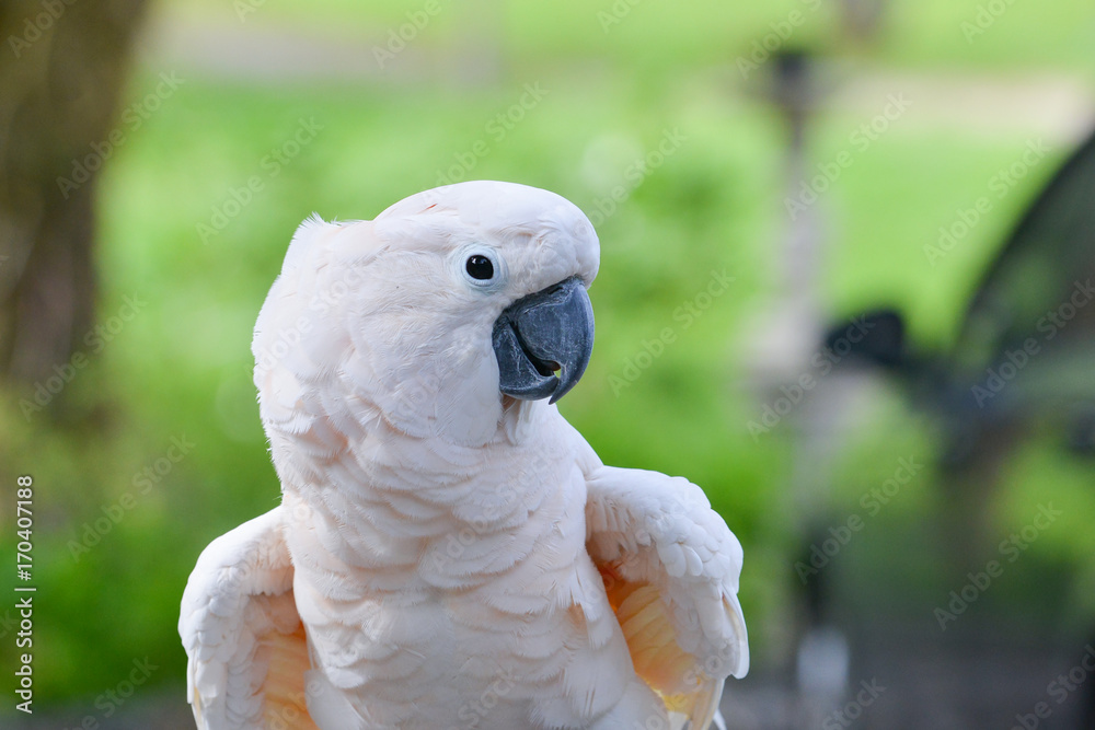 Fototapeta premium cockatoo white parrot on the tree branch closeup.Beautiful white Cockatoo, Sulphur crested Cockatoo
