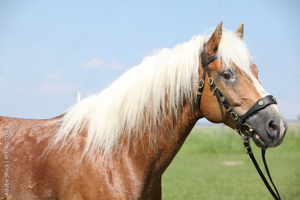 Obraz premium Potrait of beautiful haflinger stallion