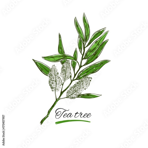 Tea tree. Vector hand drawn. Natural herbs and flowers. Organic cosmetics