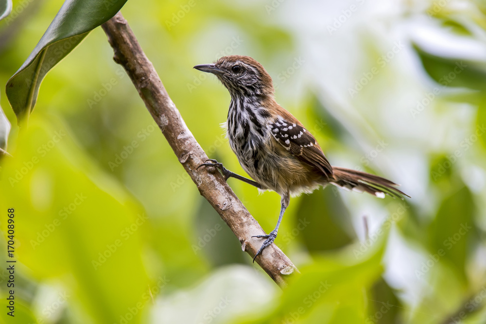 Obraz premium Papa-formiga-vermelho (Formicivora rufa) | Rusty-backed Antwren photographed in Guarapari, Espírito Santo - Southeast of Brazil. Atlantic Forest Biome.