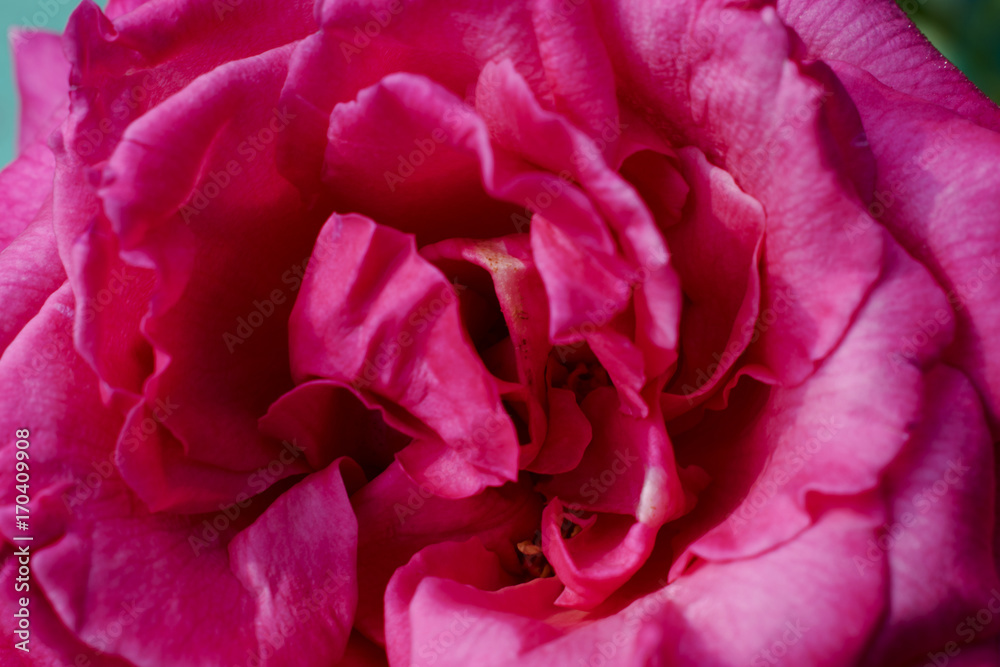 pink rose macro