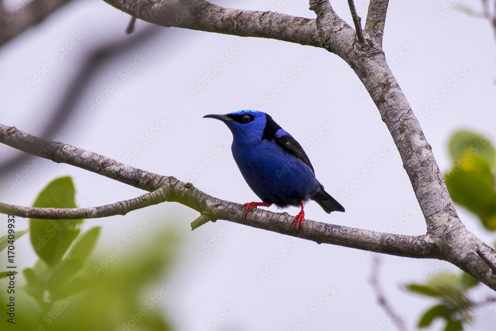 Saí-azul (Dacnis cayana) | Blue Dacnis photographed in Guarapari, Espírito Santo - Southeast of Brazil. Atlantic Forest Biome.