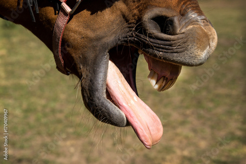 smile of a horse